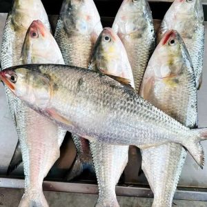 ১০ পিসে ৫ কেজি ১৫০০ টাকা