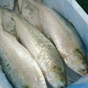 ৪ পিছে ৮ কেজি ৫০০০ টাকা